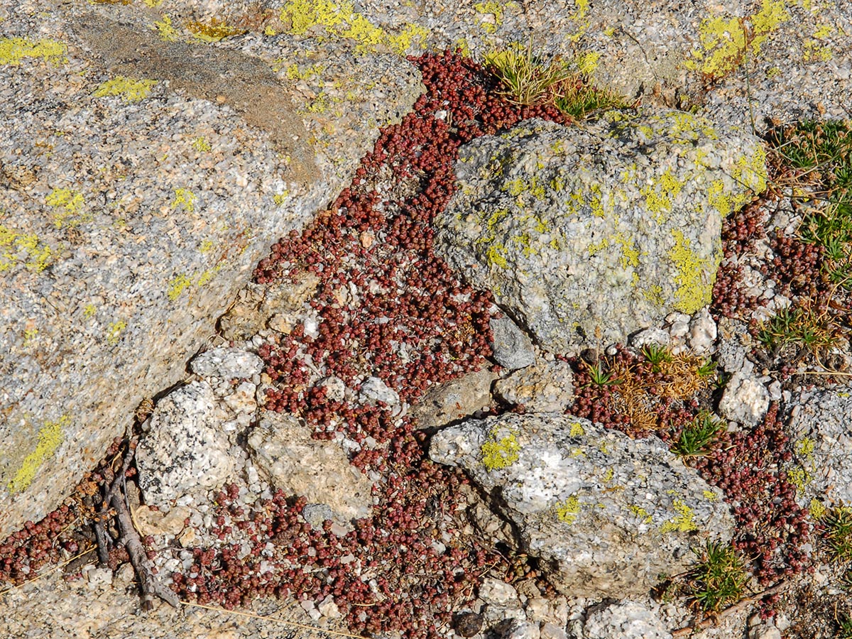 Sedum brevifolium